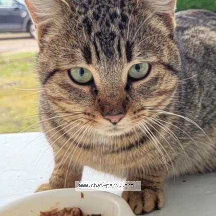 Photo 1/1 Found cat Found in Brazey en plaine