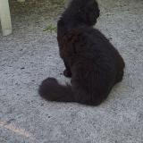 Picture of cat lost at Coutevroult