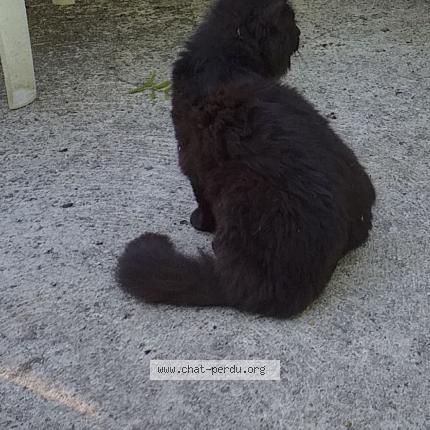 Photo 1/2 Calim&eacute;ro Chat lost in Coutevroult