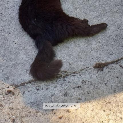 Photo 2/2 Caliméro Chat lost in Coutevroult