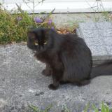Picture of cat lost at Nieul Sur Mer