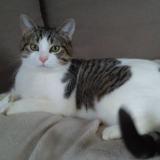 Picture of cat lost at Vitrolles