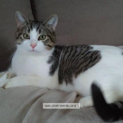 Photo 1/1 Cacahou&egrave;te Chat lost in Vitrolles