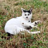 Picture of cat found at Amanlis