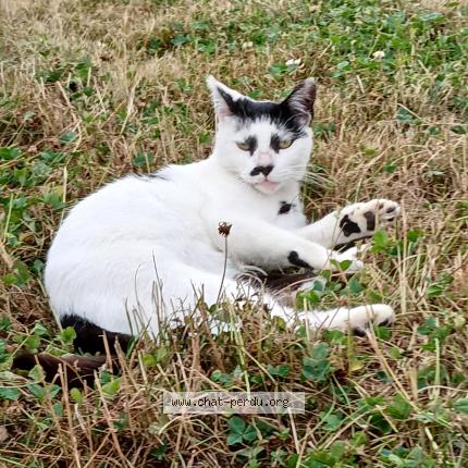 Photo 1/1 Found cat Found in Amanlis