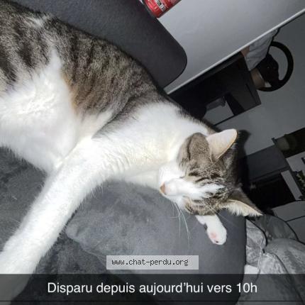 Photo 1/1 Wylo Chat lost in Taverny