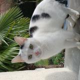 Picture of cat found at Roinville