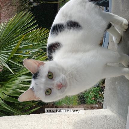 Photo 1/1 Found cat Found in Roinville