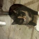 Picture of cat found at 33460 Arsac