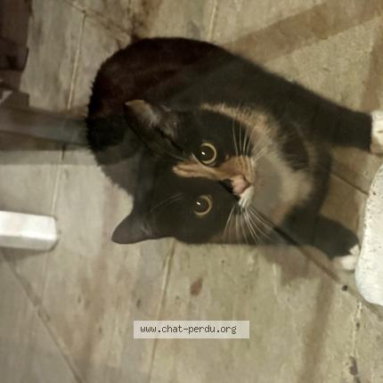 Photo 1/1 Found cat Found in 33460 arsac