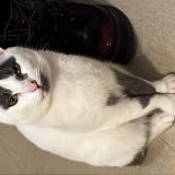 Picture of cat lost at Collonges