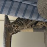 Picture of cat lost at Groslay