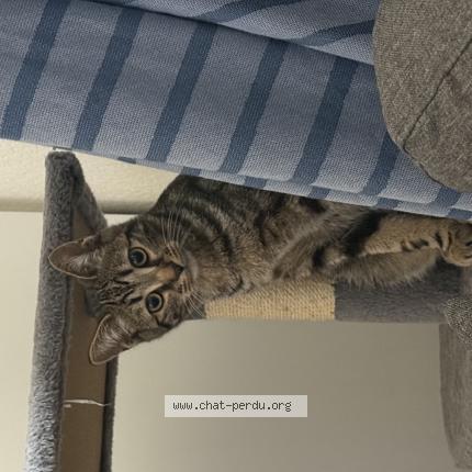 Photo 1/1 Naruto Chat lost in Groslay