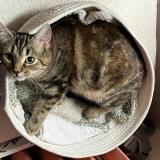 Picture of cat lost at Provins