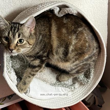 Photo 1/1 Ariane Chat lost in Provins