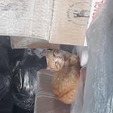 Picture of cat found at Bourgoin Jallieu