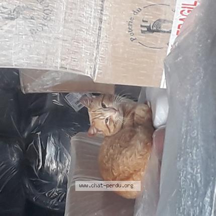 Photo 1/1 Found cat Found in Bourgoin jallieu