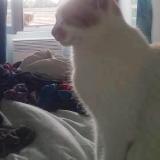 Picture of cat lost at La Bouexiere