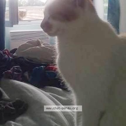 Photo 1/1 Mimichat Chat lost in La bouexiere