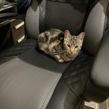 Picture of cat found at Houilles