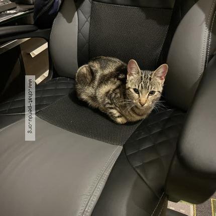 Photo 2/2 Found cat Found in Houilles