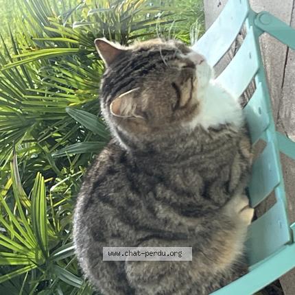 Photo 1/1 Found cat Found in Saint cyr au mont d or