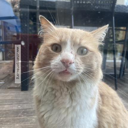 Photo 1/1 Found cat Found in Aulnay sous bois