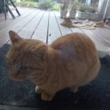 Picture of cat found at Viellesegure