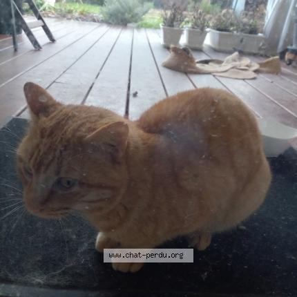 Photo 1/3 Found cat Found in Viellesegure