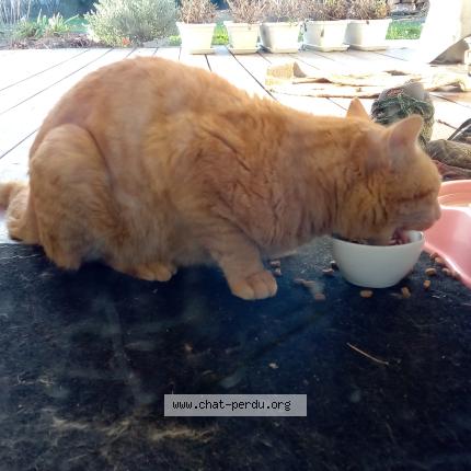 Photo 2/3 Found cat Found in Viellesegure