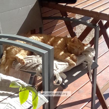 Photo 3/3 Found cat Found in Viellesegure