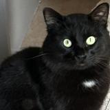 Picture of cat lost at Ferrals Les Corbieres