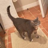 Picture of cat lost at Neoules