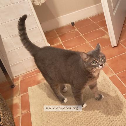 Photo 1/1 Yucca Chat lost in Neoules