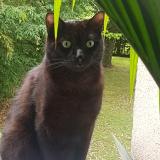 Picture of cat lost at Noisy Le Grand