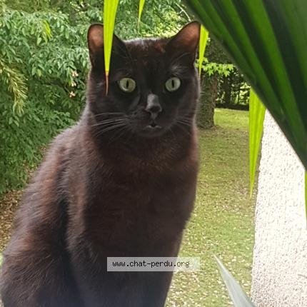 Photo 1/1 Wolfgang Chat lost in Noisy le grand