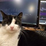 Picture of cat lost at Livry Gargan