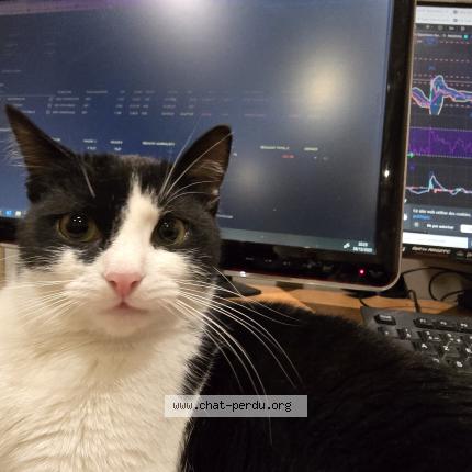 Photo 1/1 Charlotte Charlie Chat lost in Livry gargan