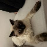 Picture of cat lost at Charnay Les Macon