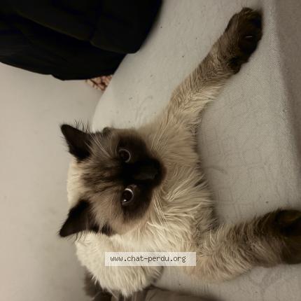 Photo 1/1 Tomy Chat lost in Charnay les macon