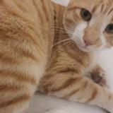 Picture of cat lost at Grabels