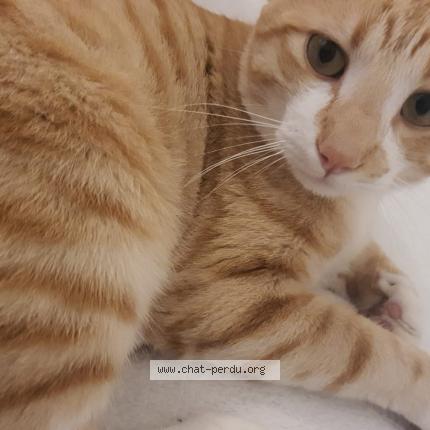 Photo 1/2 Akira Chat lost in Grabels