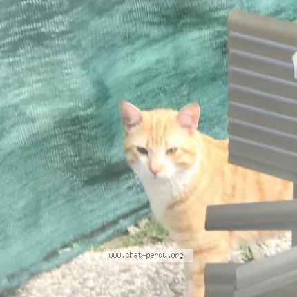 Photo 2/2 Akira Chat lost in Grabels