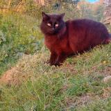 Picture of cat lost at Dieppe