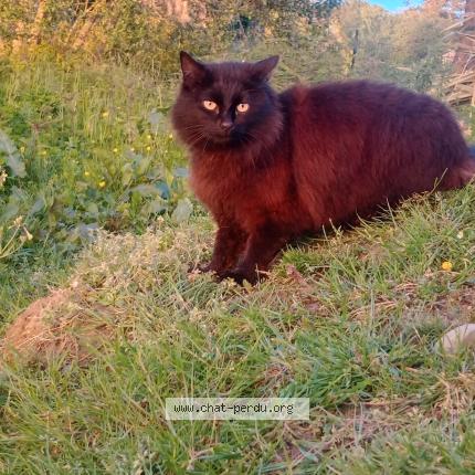 Photo 1/1 Baghera Chat lost in Dieppe