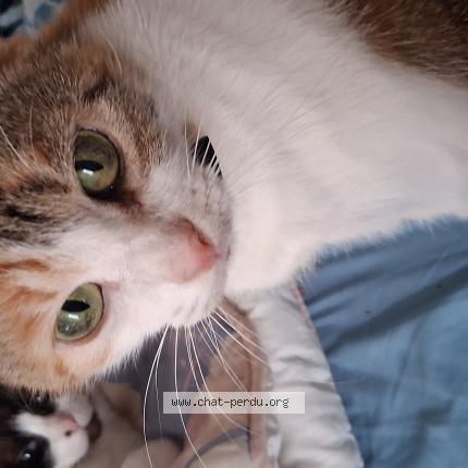 Photo 2/2 Chipie Chat lost in Brest 29