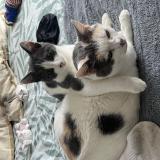 Picture of cat lost at Crevin