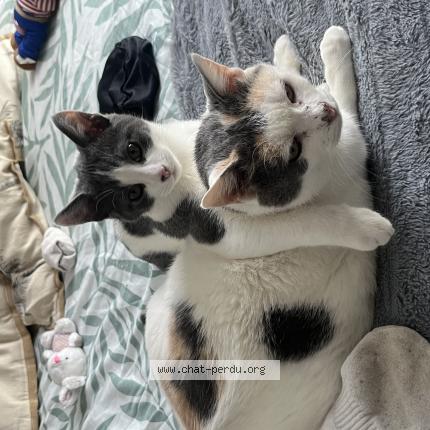 Photo 1/1 Fibi Chat lost in Crevin