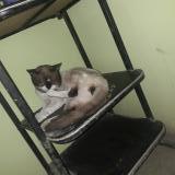 Picture of cat lost at Las Mercedes Manchay