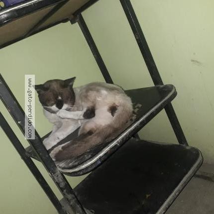 Photo 1/1 Fide Chat lost in Las mercedes manchay